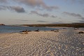 Plage de la bahia Gardner sur l'île de Espaà±ola 
 Galapagos 
 Equateur 
 animal sauvage 
 Mammifère marin / Pinnipède / Otarie 
 Lion de mer de Californie (Zalophus californianus) 
 Pinnipède 
 Otarie 
 Parc National des Galapagos  